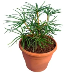 Sciadopitys Verticilata - Totale Hoogte 30-40 Cm - Pot Ø 19 Cm