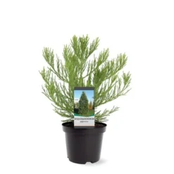 Sequoiadendron Giganteum - Pot 5 Ltr