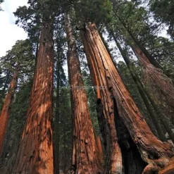 Sequoiadendron Giganteum - Pot 5 Ltr -Tuin Gloed Verkoop 1802263065