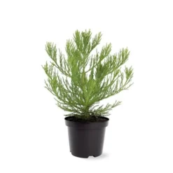 Sequoiadendron Giganteum - Pot 5 Ltr -Tuin Gloed Verkoop 1802263068