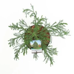 Sequoiadendron Giganteum - Pot 5 Ltr -Tuin Gloed Verkoop 1802263071