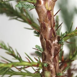 Sequoiadendron Giganteum - Pot 5 Ltr -Tuin Gloed Verkoop 1802263074