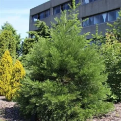 Sequoiadendron Giganteum - Pot 5 Ltr -Tuin Gloed Verkoop 1802263080