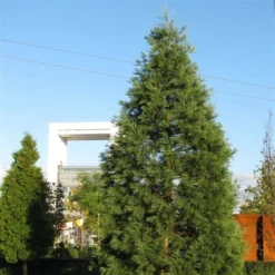 Sequoiadendron Giganteum - Pot 5 Ltr -Tuin Gloed Verkoop 1802263083