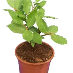 Laurus Nobilis - Totale Hoogte 40-60 Cm - Pot Ø 23 Cm
