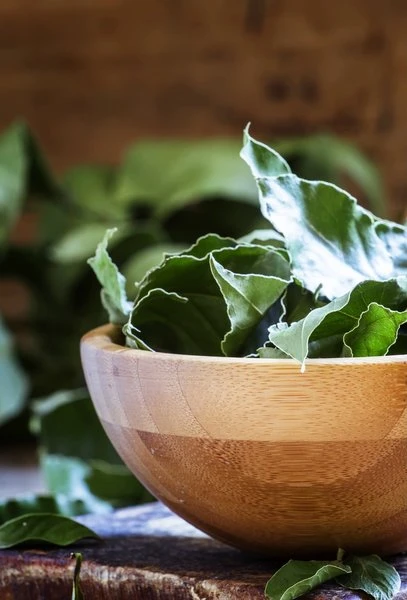 Laurus Nobilis - Totale Hoogte 40-60 Cm - Pot Ø 23 Cm 2 Laurus Nobilis - Totale Hoogte 40-60 Cm - Pot Ø 23 Cm - Afbeelding 2