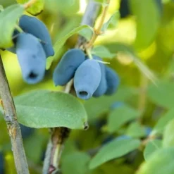 Lonicera Kamtschatica Sinoglaska - Pot 2 Ltr -Tuin Gloed Verkoop 1810772805