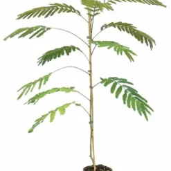 Tuin Gloed Verkoop 30 Albizia Julibrissin Ombrella Boubri - Totale Hoogte 90+ Cm - Pot Ø 22 Cm