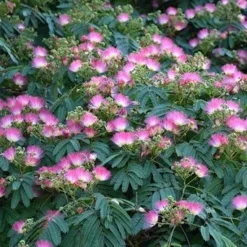 Tuin Gloed Verkoop -Tuin Gloed Verkoop 1813632723