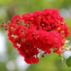 Lagerstroemia Indica Best Red - Stam 80-100 Cm - Totale Hoogte 220+ Cm - Pot Ø 32 Cm [pallet]