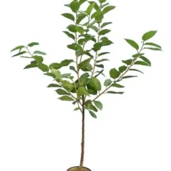 Prunus Avium Hedelfinger Riesenkirsche - Totale Hoogte 160+ Cm - Pot Ø 26 Cm -Tuin Gloed Verkoop 1837736322