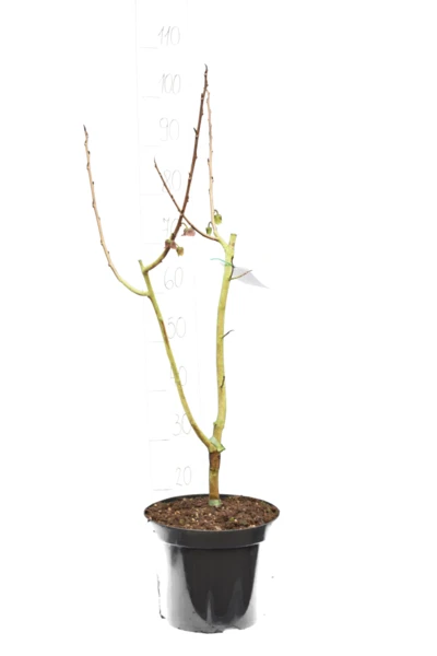 Asimina Triloba Davis - Totale Hoogte 80+ Cm - 2 Ltr Pot 3 Asimina Triloba Davis - Totale Hoogte 80+ Cm - 2 Ltr Pot - Afbeelding 3
