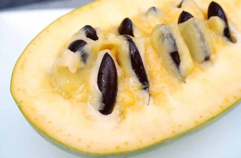 Asimina Triloba Mango - Totale Hoogte 80+ Cm - 2 Ltr Pot 2 Asimina Triloba Mango - Totale Hoogte 80+ Cm - 2 Ltr Pot - Afbeelding 2