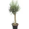Olea Europaea - Wild Form - Stam 80-100 Cm - Stamomtrek 20-30 Cm - Pot Ø 45 Cm [pallet]