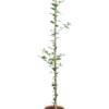Quercus Ilex - Totale Hoogte 140+ Cm - Pot Ø 26 Cm