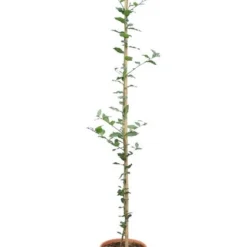 Quercus Ilex - Totale Hoogte 140+ Cm - Pot Ø 26 Cm