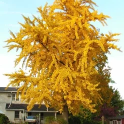 Ginkgo Biloba - Pot Ø 26 Cm -Tuin Gloed Verkoop 1895483049