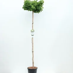 Ginkgo Biloba Op Stam - Totale Hoogte 200+ Cm - Pot 18 Ltr [pallet]