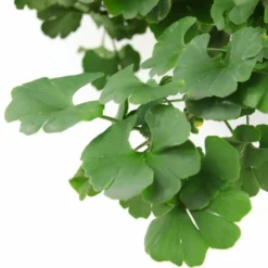 Ginkgo Biloba Op Stam - Totale Hoogte 200+ Cm - Pot 18 Ltr [pallet] -Tuin Gloed Verkoop 1895483067