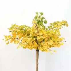 Ginkgo Biloba Op Stam - Totale Hoogte 200+ Cm - Pot 18 Ltr [pallet] -Tuin Gloed Verkoop 1895483070