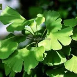 Ginkgo Biloba Sp. Menhir 3 Ltr. -Tuin Gloed Verkoop 1895484405