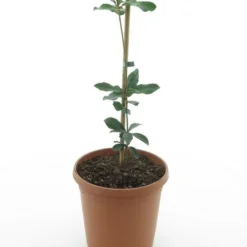 Quercus Phillyraeoides - Totale Hoogte 60-80 Cm - Pot Ø 22 Cm -Tuin Gloed Verkoop 1907435823