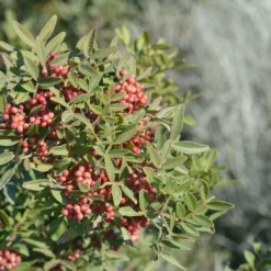 Pistacia Lentiscus - Totale Hoogte 40-60 Cm - Pot Ø 18 Cm -Tuin Gloed Verkoop 1912962810