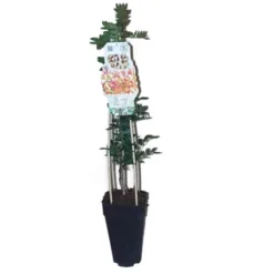 Pistacia Lentiscus - Pot 2 Ltr -Tuin Gloed Verkoop 1912962864