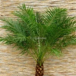 Phoenix Roebelenii - Stam 80-100 Cm [pallet] -Tuin Gloed Verkoop 1914008127