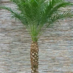 Phoenix Roebelenii - Stam 80-100 Cm [pallet] -Tuin Gloed Verkoop 1914008130