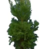 Pinus Halepensis - Totale Hoogte 250+ Cm - Pot Ø 35 Cm [pallet]
