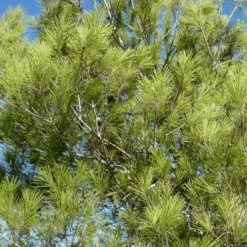 Tuin Gloed Verkoop -Tuin Gloed Verkoop 1924172130