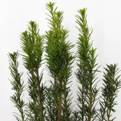 Taxus Media Hicksii - Totale Hoogte 50-60 Cm - Pot Ø 19 Cm -Tuin Gloed Verkoop 1936763964