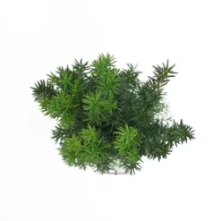Taxus Media Hicksii - Totale Hoogte 50-60 Cm - Pot Ø 19 Cm -Tuin Gloed Verkoop 1936763967