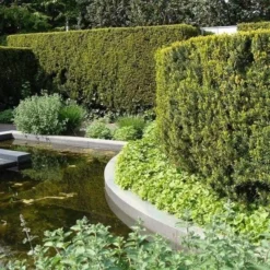 Taxus Media Hicksii - Totale Hoogte 50-60 Cm - Pot Ø 19 Cm -Tuin Gloed Verkoop 1936763970