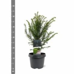 Taxus Baccata - Pot 3 Ltr -Tuin Gloed Verkoop 1936764627