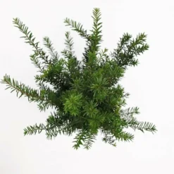 Taxus Baccata - Pot 3 Ltr -Tuin Gloed Verkoop 1936764630