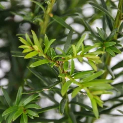 Taxus Baccata - Pot 3 Ltr -Tuin Gloed Verkoop 1936764633