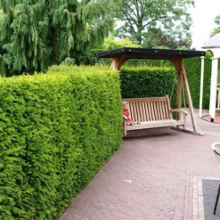Taxus Baccata - Pot 3 Ltr -Tuin Gloed Verkoop 1936764636