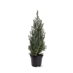 Tuin Gloed Verkoop 20 Picea Glauca Sander's Blue - Totale Hoogte 50-60 Cm - Pot 3 Ltr
