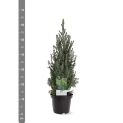 Picea Glauca Sander's Blue - Totale Hoogte 50-60 Cm - Pot 3 Ltr -Tuin Gloed Verkoop 1936764981
