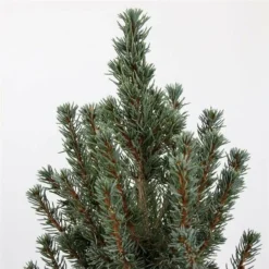 Picea Glauca Sander's Blue - Totale Hoogte 50-60 Cm - Pot 3 Ltr -Tuin Gloed Verkoop 1936764984