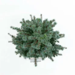 Picea Glauca Sander's Blue - Totale Hoogte 50-60 Cm - Pot 3 Ltr -Tuin Gloed Verkoop 1936764987