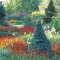 Picea Glauca Sander's Blue - Totale Hoogte 50-60 Cm - Pot 3 Ltr -Tuin Gloed Verkoop 1936764996