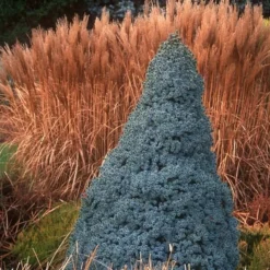 Picea Glauca Sander's Blue - Totale Hoogte 50-60 Cm - Pot 3 Ltr -Tuin Gloed Verkoop 1936764999