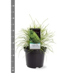 Platycladus Orientalis Franky Boy - Totale Hoogte 40-50m - Pot 3 Ltr -Tuin Gloed Verkoop 1936765080