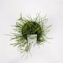 Platycladus Orientalis Franky Boy - Totale Hoogte 40-50m - Pot 3 Ltr -Tuin Gloed Verkoop 1936765083