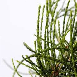 Platycladus Orientalis Franky Boy - Totale Hoogte 40-50m - Pot 3 Ltr -Tuin Gloed Verkoop 1936765086