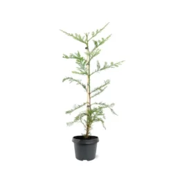 Sequoia Sempervirens - Totale Hoogte 70-90 Cm - Pot 3 Ltr
