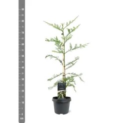 Sequoia Sempervirens - Totale Hoogte 70-90 Cm - Pot 3 Ltr -Tuin Gloed Verkoop 1936768821